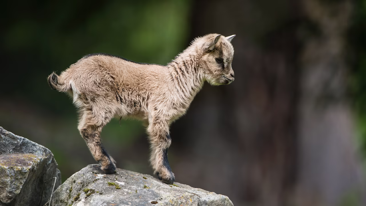 Wildpark Assling © Zupanc / TVB Osttirol Ziege im Wildpark Assling © Zupanc / TVB Osttirol