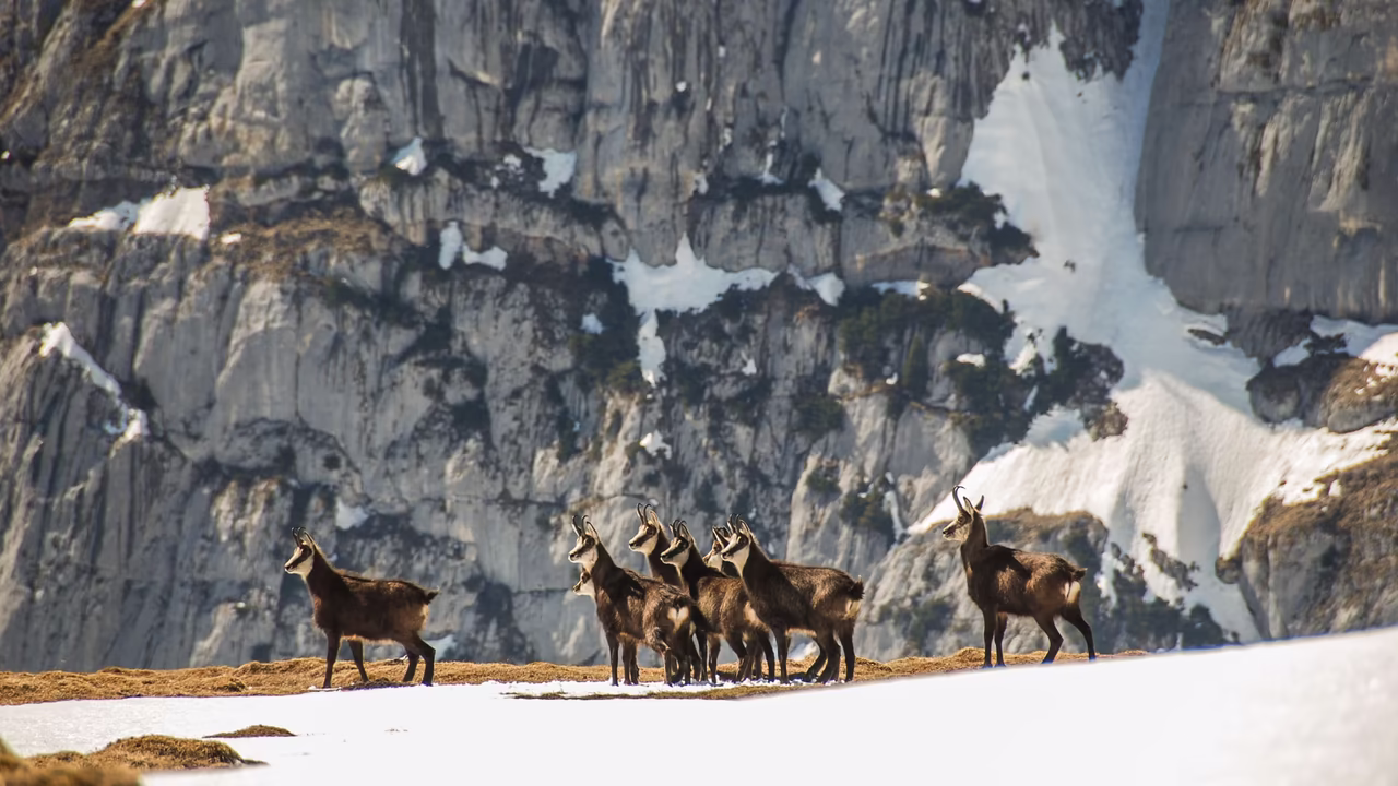 Gämse im Nationalpark Hohe Tauern © Tirol Werbung / Braun Jannis