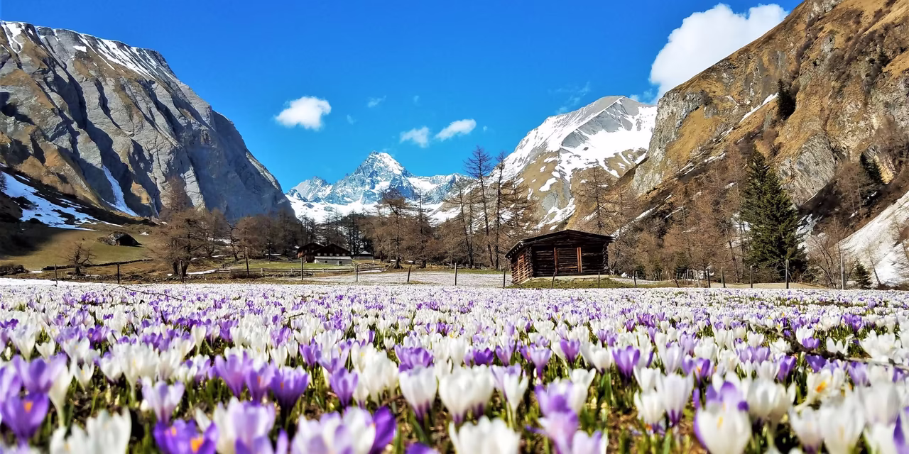 Großes Feld voller Krokusse in den Bergen