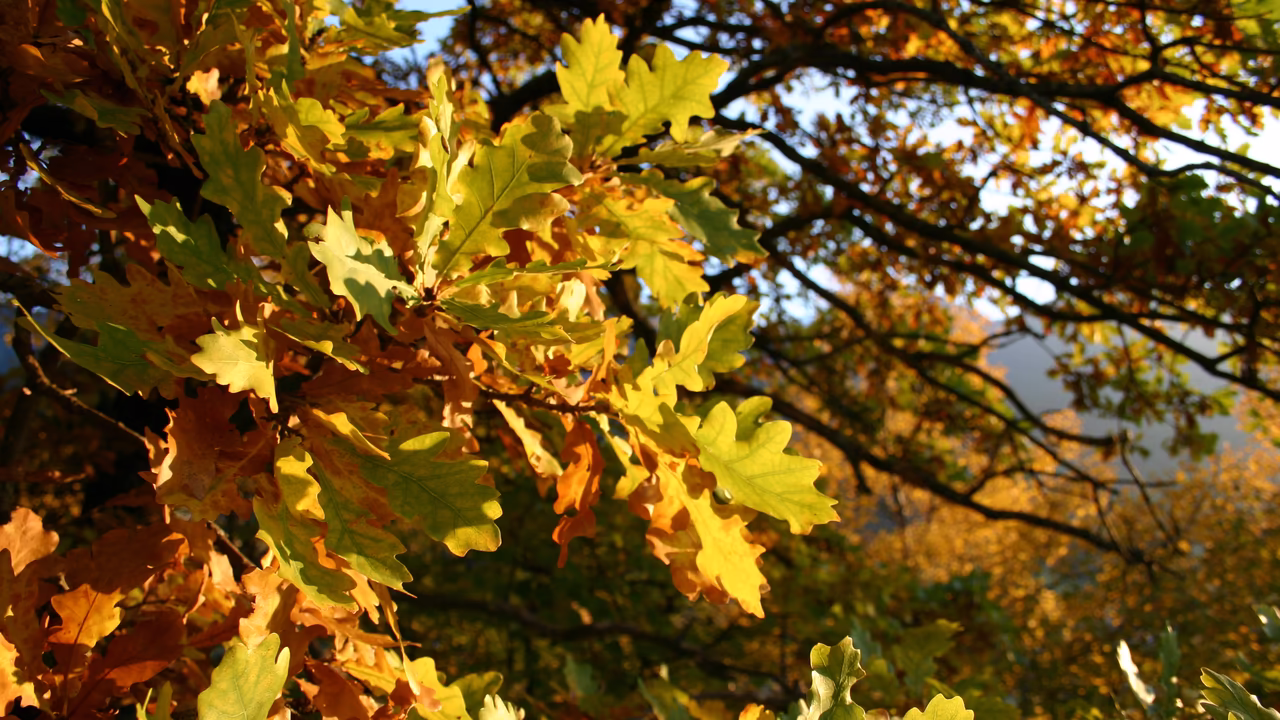 Bäume mit Herbstlaub in Osttirol © Peter Leiter / TVB Osttirol