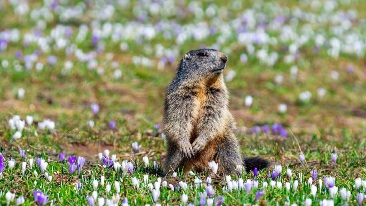 Murmeltier auf einer Wiese zwischen Krokussen in Osttirol © Peter Maier / TVB Osttirol