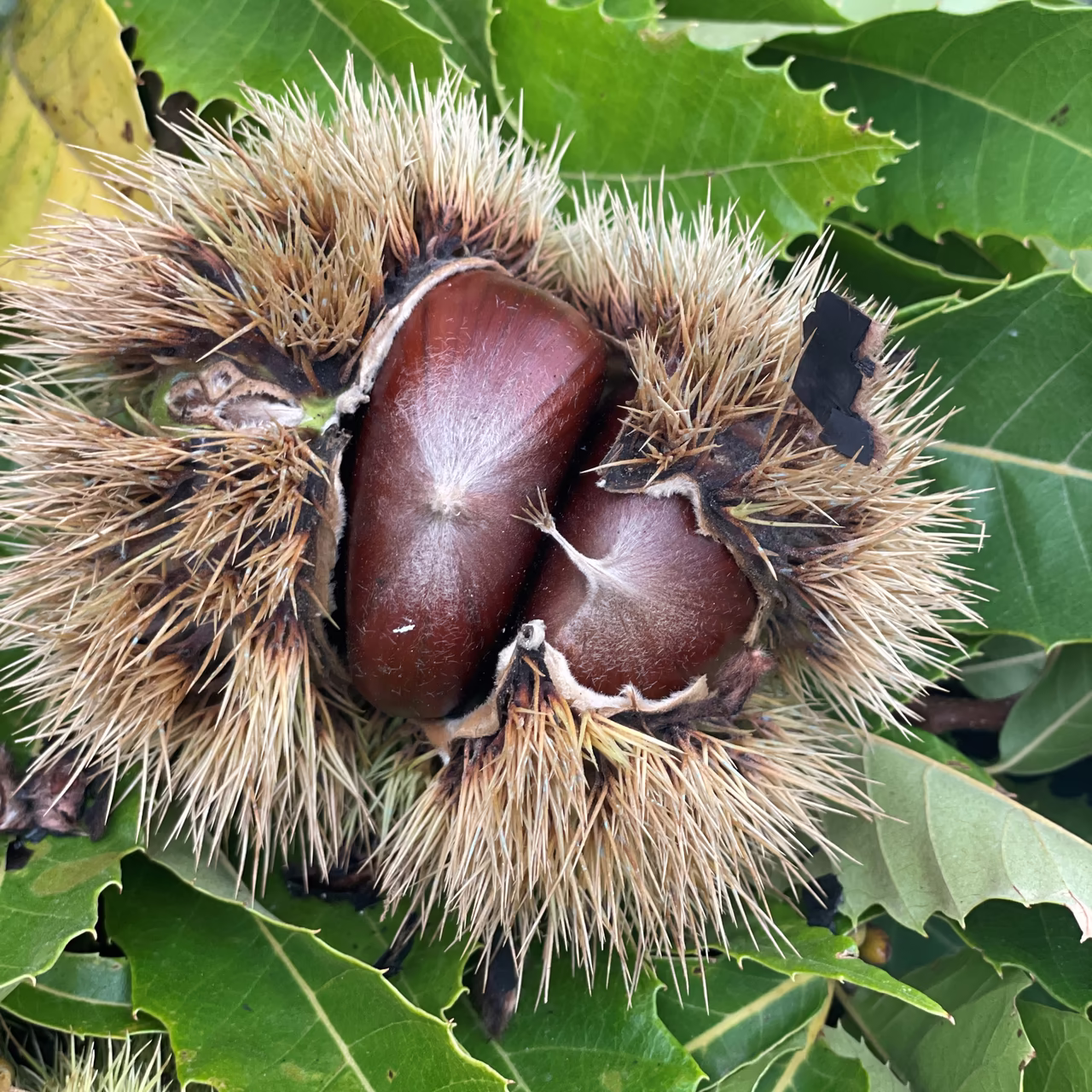 Edelkastanie halbgeöffnet © azett kommunikation